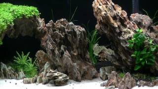 Sklepy zoologiczne: Aqua-Nature Salon Akwarystyki Naturalnej i Morskiej