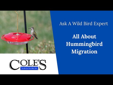 Hummingbird Migration