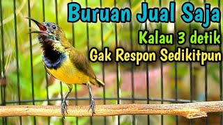 Download lagu SOGON TROTOL NGERIWIK LANGSUNG GACOR NGKLEPER NEMBAK PANJANG DENGAR PANCINGAN INI] mp3