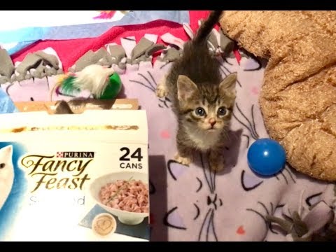 Bottle Kittens Start To Play & Kittens Try To Nurse From The Dog