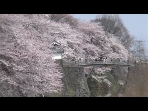 霞城の桜（山形 霞城公園）