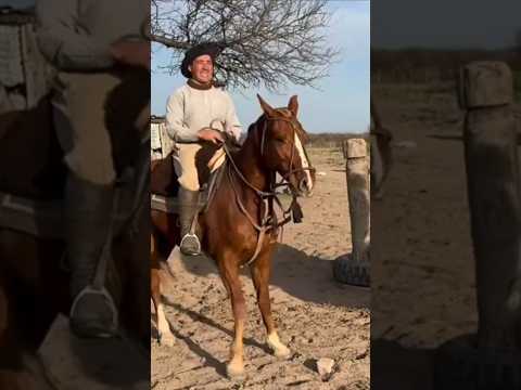 Amilcar unanue domando 14 potros en la pampa 🇦🇷