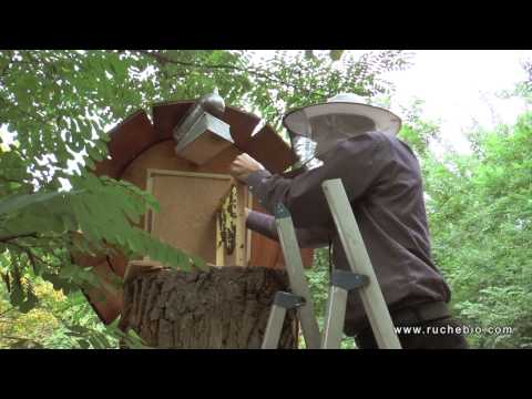 Mellifera e.V. Berlin - wesensgemäße Bienenhaltung in der Stadt - Warré - TBH - Bienenkiste...