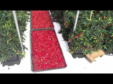 amazing hydroponic farming system 21