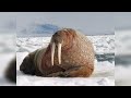 How Sea Animals Talk Sounds Of Marine Animals Dolphin Killer Whale Walrus Whale Seal