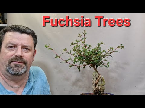 Pruning 2 fuchsia bonsai trees and updates.