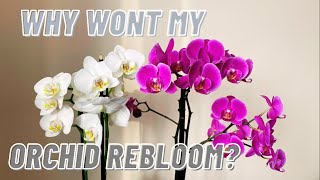 HOW TO MAKE YOUR ORCHID REBLOOM - Phalaenopsis Care Guide For Beginners
