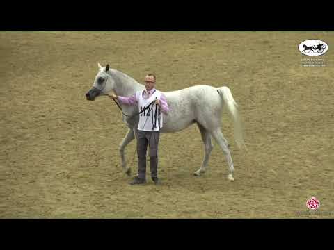N 312 FOUZ AL SHAQAB   Qatar National Arabian Horse Championship 2022   Mares 7 10 Years Old Class 1