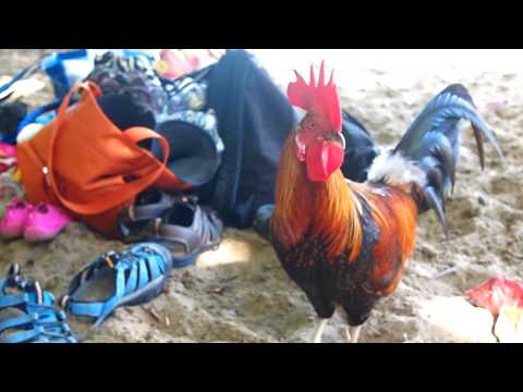 Kauai Rooster on the Beach