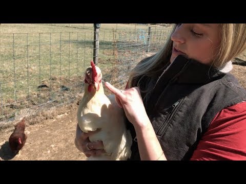 Your Chicken's Health - An Expert's Informal Guide