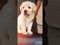 Cute Lovely Doggy Status Video