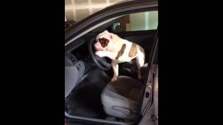 Brutus wants to go for a drive