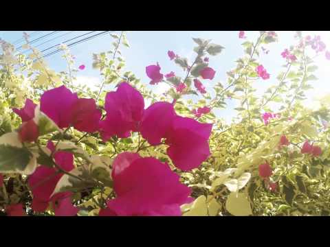This is the Bougainvillea in the yard GoPro Hero 3+ Black
