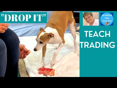 Diamond Dog Training LLC video.