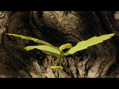 acorn germinating underground to oak seedling growing time lapse filmed over 8 months