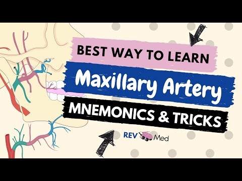 Maxillary Artery Mnenomics & Tricks