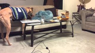 Greyhound gets comfy on a couch