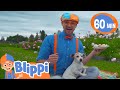 Blippi Visits A Farm And Finds Animals Blippi Animals For Kids