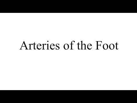 Arteries of the foot