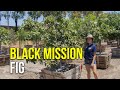 Black Mission Fig