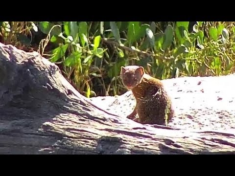 Djuma: Slender Mongoose family playing at pan - 09:18 - 05/14/19
