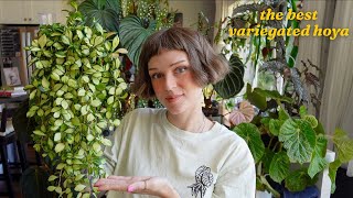 my TOP 8 favourite variegated hoya 🪴🥇 easy and striking houseplants!