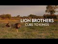LION BROTHERS CUBS TO KINGS Discovery Channel Video Hindi Animal Wildlife Documentary In Hindi