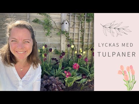 LYCKAS MED TULPANER 🌷| så får du dom att blomma år efter år 🌷