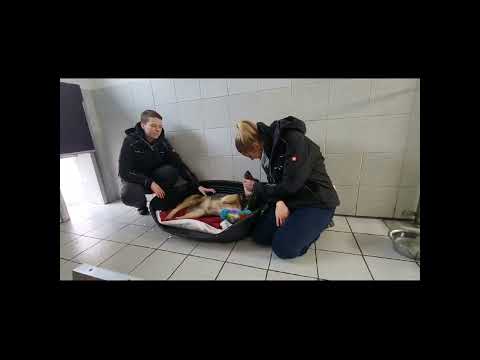 Hündin Biene - erweitertes Video "Was ist denn hier los?" mit Interview