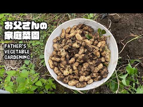 【ルンルンの裏庭】お父さんの家庭菜園：初挑戦の落花生がいい感じで採れました！