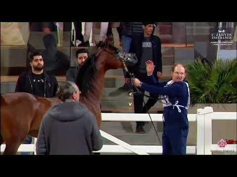 N.271 COPPERFIELD ORA - 10th Kuwait International Championship 2023 - Stallions 4-6 Years Old (C...