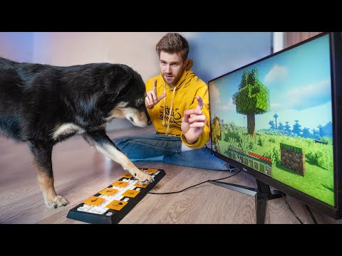 I'm teaching my dog ​​to play Minecraft |  experiment