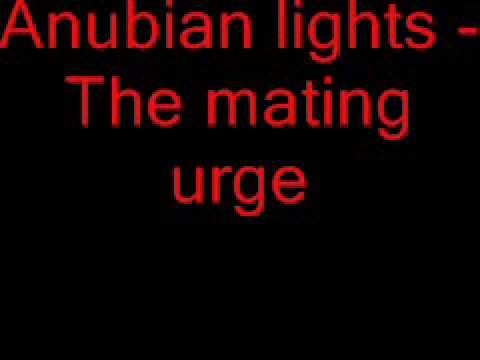 Anubian lights - The mating urge