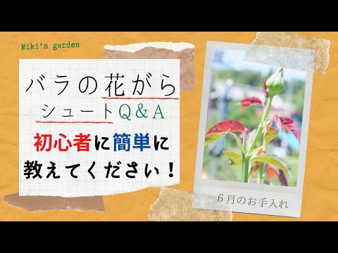 バラの花が「咲き終わった後」に行う、2番花を楽しむための11のコツ | Precious.jp（プレシャス）
