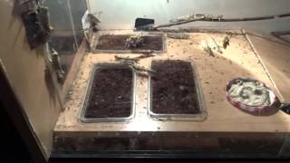 How to breed locusts easy and quick.