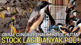 Download lagu PALING DICARI ! PENTET TROTOL HUTAN STOCK BANYAK OBRAL BURUNG CUCAK CUNGKO MURAH JAKARTA TIMUR  mp3 Download lagu PALING DICARI ! PENTET TROTOL HUTAN STOCK BANYAK OBRAL BURUNG CUCAK CUNGKO MURAH JAKARTA TIMUR  mp3