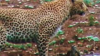 Leopards have also heart WhatsApp status video
