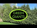 How Far Apart To Plant Thuja Green Giant Arborvitae?
