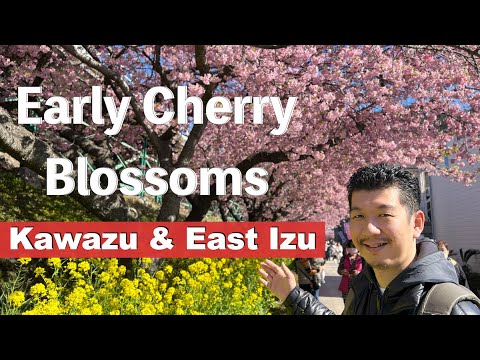 Kawazu, Ito, Atami 🌸 Cherry Blossom and East Izu Peninsula.