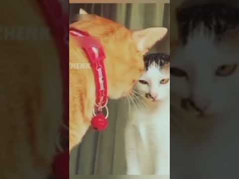 jaya jaya jaya jayahe movie dubbing cats😂🤣