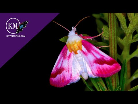PINK FLOWER MOTH LIFE CYCLE   SCHINIA GAURAE - THE CLOUDED CRIMSON