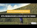 Tree Removal Services, Calgary