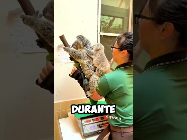 Vídeo relacionado con Koala de peluche de con visión trasera, adorno de koala de peluche para coche | Colgante Interior de Peluche para Coche Lindo Koala | Mochila con colgantes de animales, encantadoras decoraciones para