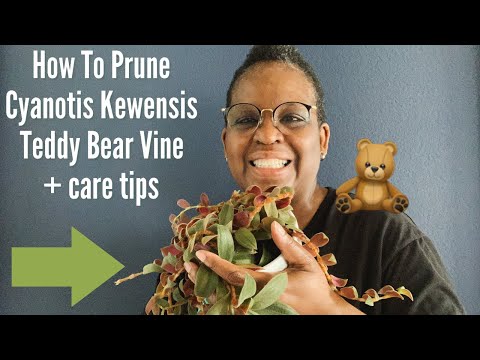 , title : '35: How To Prune Cyanotis Kewensis (🐻 Teddy Bear Vine) + Care Tips!'