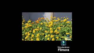 Motilal Nehru School of Sports Video