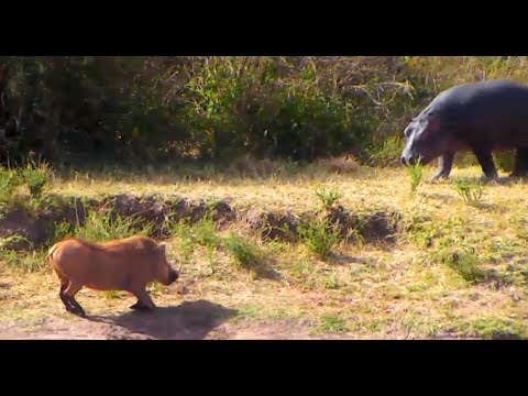 Hippo chases Warthogs at Africa Animals cam. 10 February 2018
