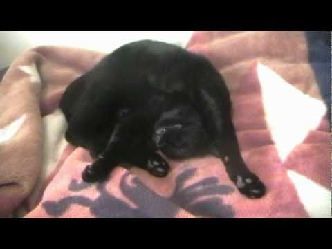 Talking Kitty Cat  5 - Ignoring the dog