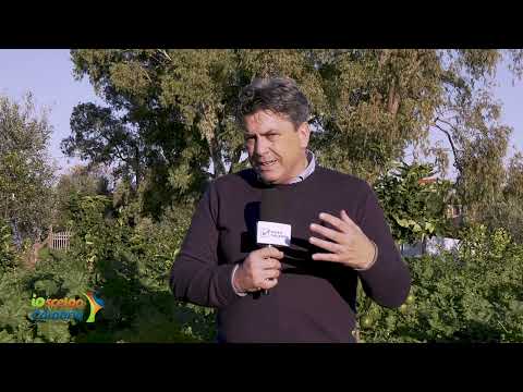 IO SCELGO CALABRIA in Tv – Il Bergamotto di Reggio Calabria: la notevole crescita dell’uso del frutto fresco