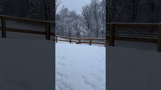 Video preview image #1 Jack Russell Terrier Puppy For Sale in Alexandria, KY, USA