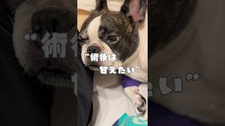 術後は甘えたいフレブル